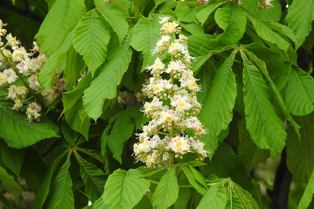 Na jakim poziomie jest matura z niemieckiego? Na jakim poziomie jest matura z niemieckiego?