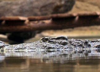 Co to są zasady kształcenia?