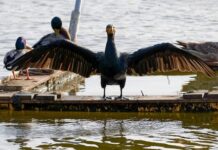 Ile wynosi rata kredytu 200 tys na 10 lat?