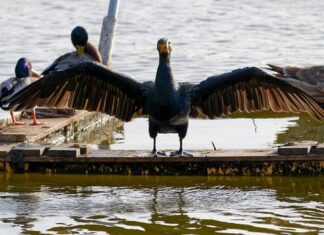 Jakie raty zawiesić w 2023?